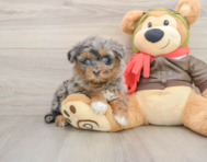 7 week old Mini Pomskydoodle Puppy For Sale - Lone Star Pups