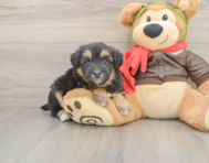 8 week old Mini Pomskydoodle Puppy For Sale - Lone Star Pups