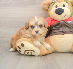 5 week old Mini Pomskydoodle Puppy For Sale - Lone Star Pups