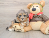 7 week old Mini Pomskydoodle Puppy For Sale - Lone Star Pups