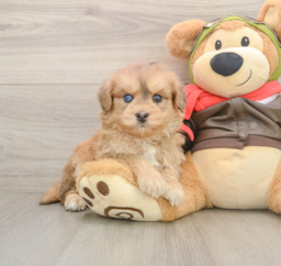5 week old Mini Pomskydoodle Puppy For Sale - Lone Star Pups