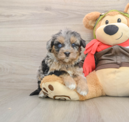 5 week old Mini Pomskydoodle Puppy For Sale - Lone Star Pups