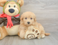 5 week old Mini Pomskydoodle Puppy For Sale - Lone Star Pups