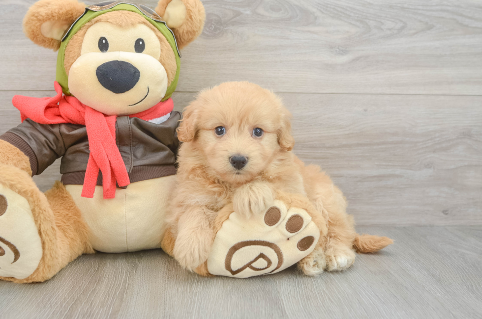 5 week old Mini Pomskydoodle Puppy For Sale - Lone Star Pups