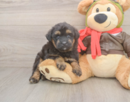 5 week old Mini Pomskydoodle Puppy For Sale - Lone Star Pups