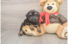 Mini Pomskydoodle Puppy for Adoption