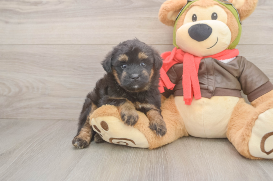 Mini Pomskydoodle Puppy for Adoption