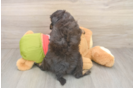 Playful Mini Pomskydoodle Poodle Mix Puppy