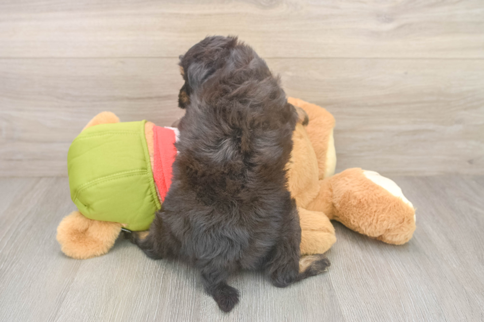 Playful Mini Pomskydoodle Poodle Mix Puppy