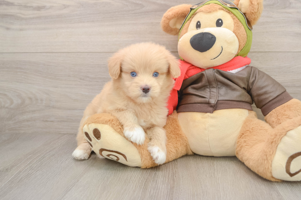 Best Mini Pomskydoodle Baby