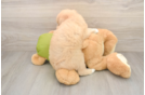 Mini Pomskydoodle Puppy for Adoption