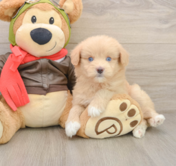 6 week old Mini Pomskydoodle Puppy For Sale - Lone Star Pups