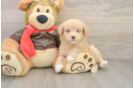 Energetic Pomsky Doodle Poodle Mix Puppy