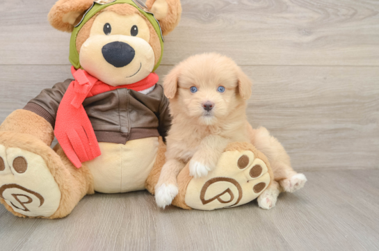 Energetic Pomsky Doodle Poodle Mix Puppy