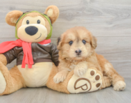 5 week old Mini Pomskydoodle Puppy For Sale - Lone Star Pups