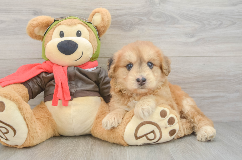 5 week old Mini Pomskydoodle Puppy For Sale - Lone Star Pups