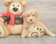 5 week old Mini Pomskydoodle Puppy For Sale - Lone Star Pups