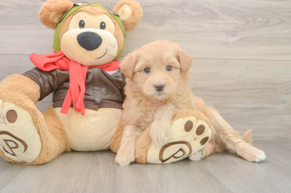 5 week old Mini Pomskydoodle Puppy For Sale - Lone Star Pups