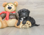 5 week old Mini Pomskydoodle Puppy For Sale - Lone Star Pups