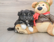5 week old Mini Pomskydoodle Puppy For Sale - Lone Star Pups