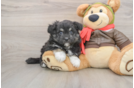 Mini Pomskydoodle Puppy for Adoption