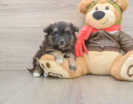 5 week old Mini Pomskydoodle Puppy For Sale - Lone Star Pups