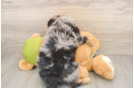 Funny Mini Pomskydoodle Poodle Mix Pup