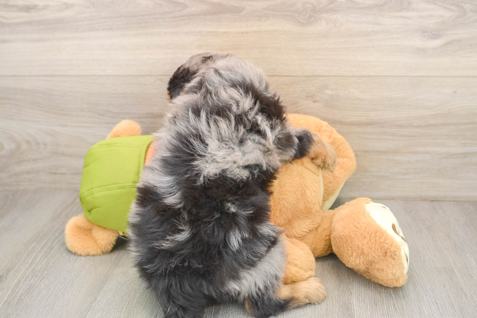 Funny Mini Pomskydoodle Poodle Mix Pup