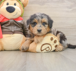 6 week old Mini Pomskydoodle Puppy For Sale - Lone Star Pups