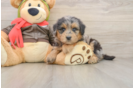 Mini Pomskydoodle Puppy for Adoption