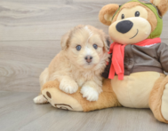 7 week old Mini Pomskydoodle Puppy For Sale - Lone Star Pups