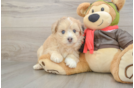 Hypoallergenic Mini Pomskydoodle Poodle Mix Puppy