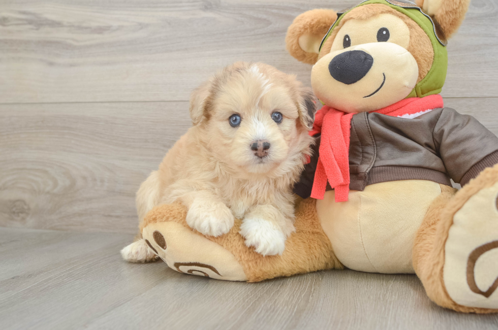 5 week old Mini Pomskydoodle Puppy For Sale - Lone Star Pups