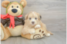 Cute Mini Pomskydoodle Baby