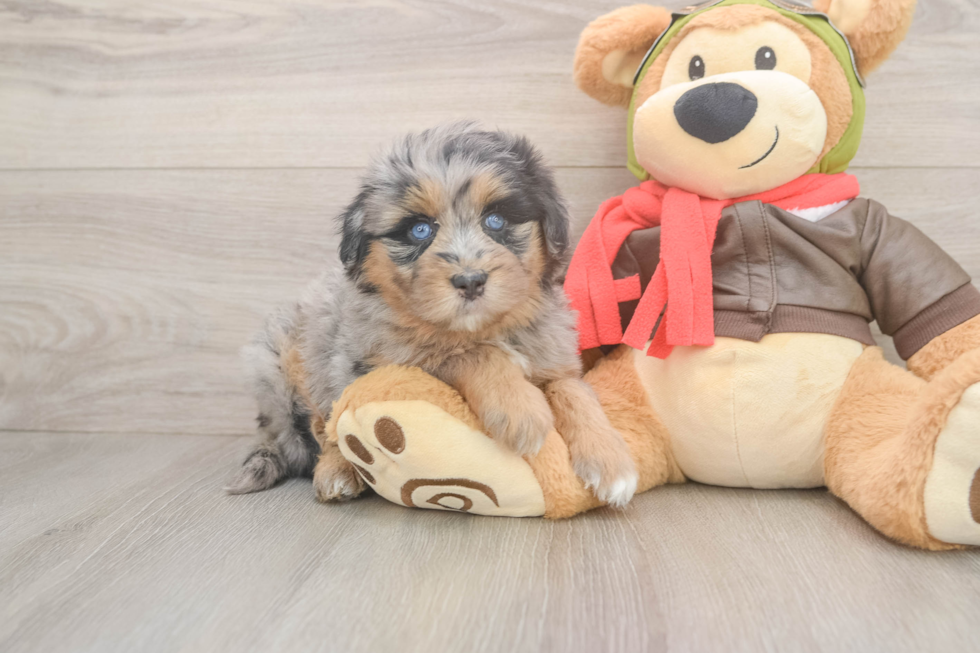 Mini Pomskydoodle Puppy for Adoption