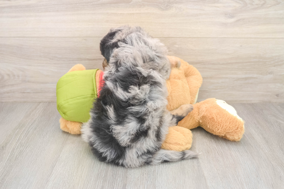 Smart Mini Pomskydoodle Poodle Mix Pup
