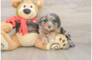 Petite Mini Pomskydoodle Poodle Mix Pup