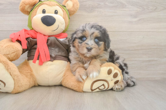 Petite Mini Pomskydoodle Poodle Mix Pup