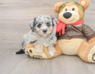 5 week old Mini Pomskydoodle Puppy For Sale - Lone Star Pups