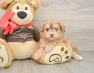 5 week old Mini Pomskydoodle Puppy For Sale - Lone Star Pups