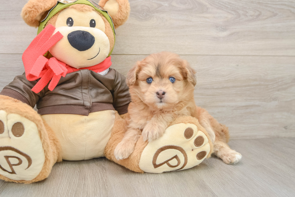 Cute Mini Pomskydoodle Baby