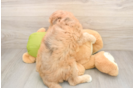 Mini Pomskydoodle Pup Being Cute