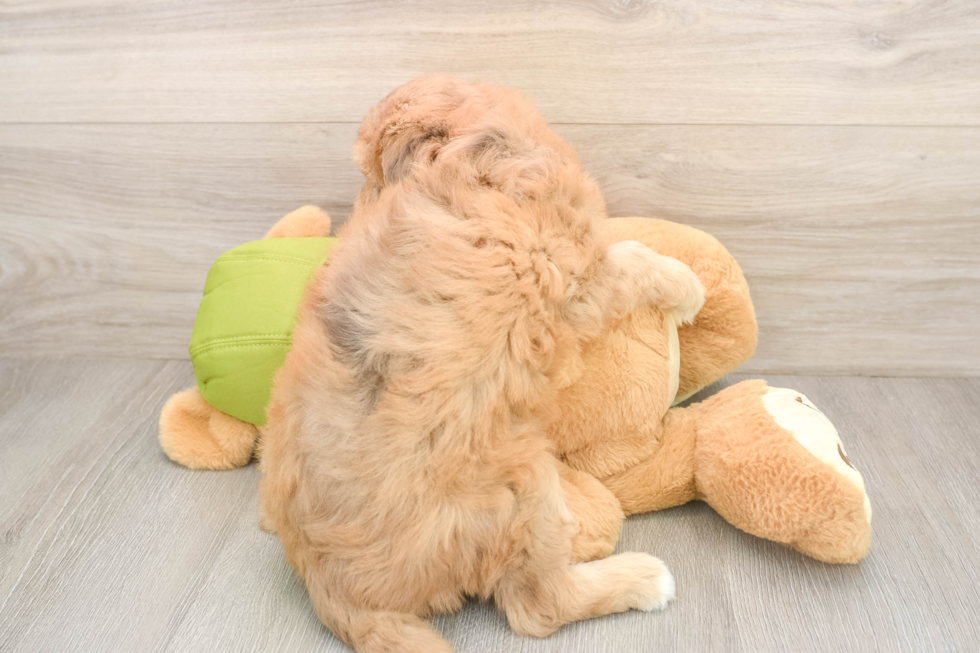 Mini Pomskydoodle Pup Being Cute