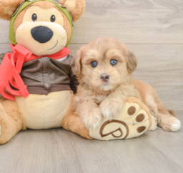 6 week old Mini Pomskydoodle Puppy For Sale - Lone Star Pups