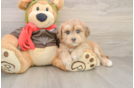 Mini Pomskydoodle Puppy for Adoption