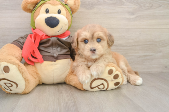 Mini Pomskydoodle Puppy for Adoption