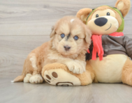 5 week old Mini Pomskydoodle Puppy For Sale - Lone Star Pups