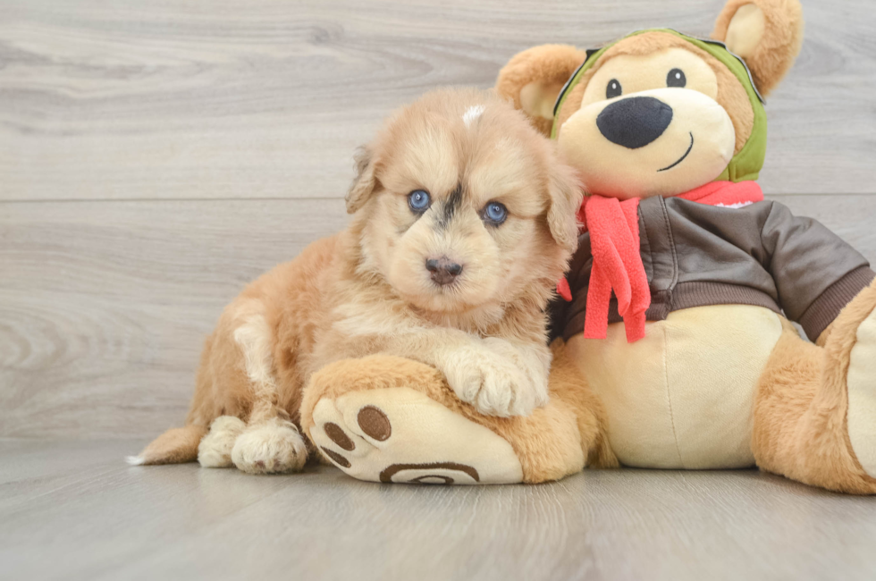5 week old Mini Pomskydoodle Puppy For Sale - Lone Star Pups