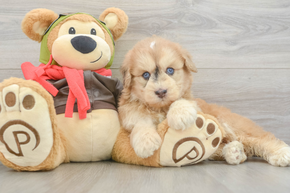 Hypoallergenic Mini Pomskydoodle Poodle Mix Puppy