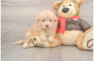 Cute Mini Pomskydoodle Baby